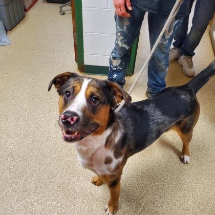 Rizzo, an adoptable Australian Shepherd, Mixed Breed in Anderson, IN, 46011 | Photo Image 1