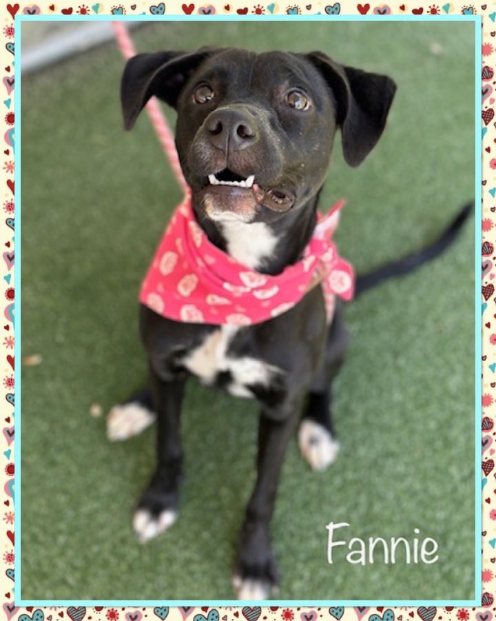 FANNIE 2