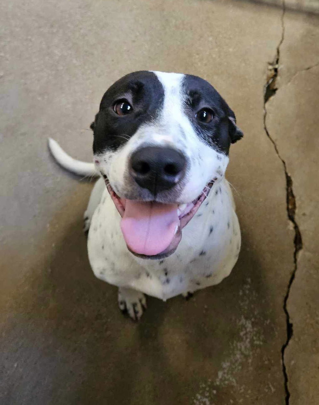 Casey, an adoptable Pit Bull Terrier in El Centro, CA, 92243 | Photo Image 1