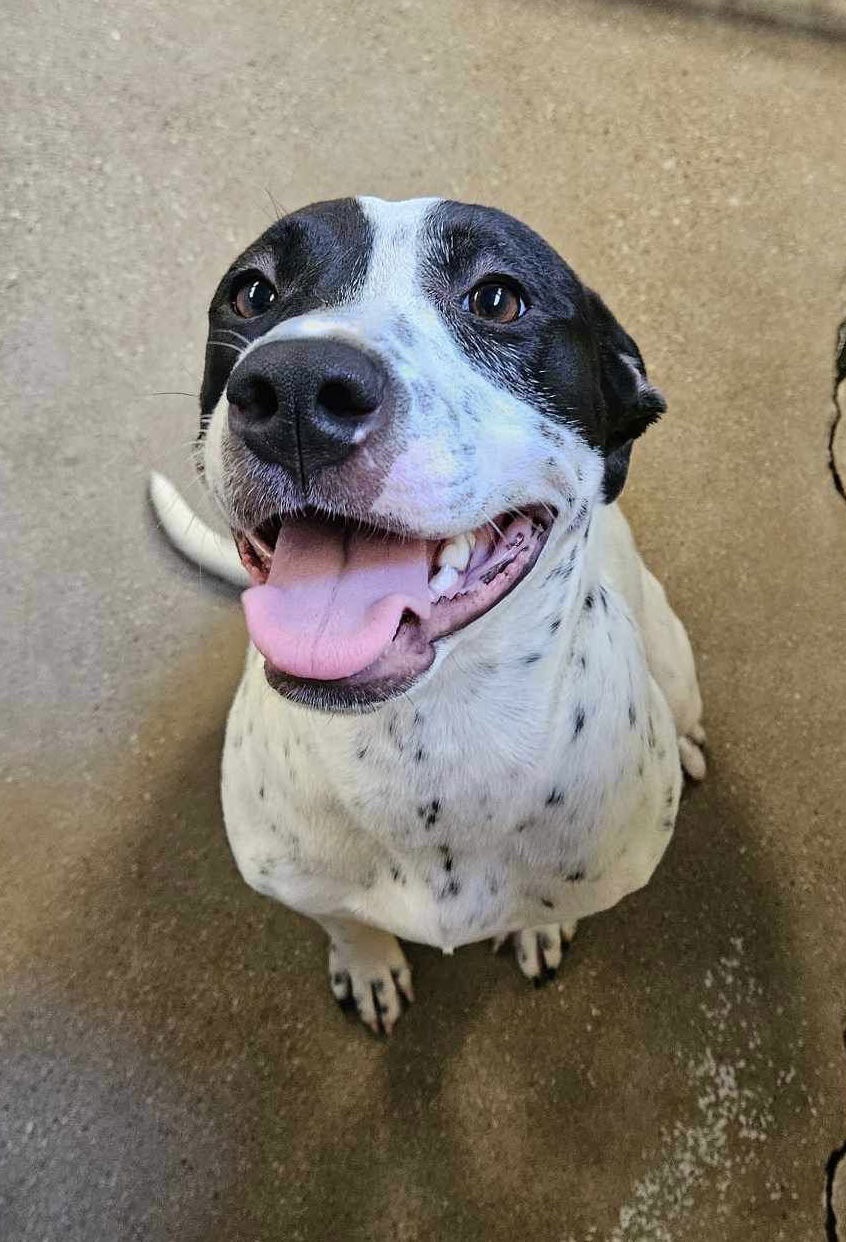 Casey, an adoptable Pit Bull Terrier in El Centro, CA, 92243 | Photo Image 2