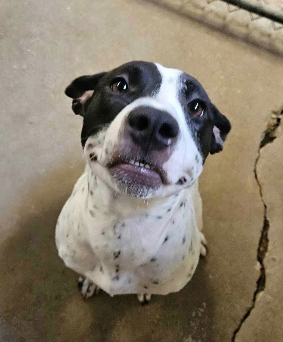 Casey, an adoptable Pit Bull Terrier in El Centro, CA, 92243 | Photo Image 3