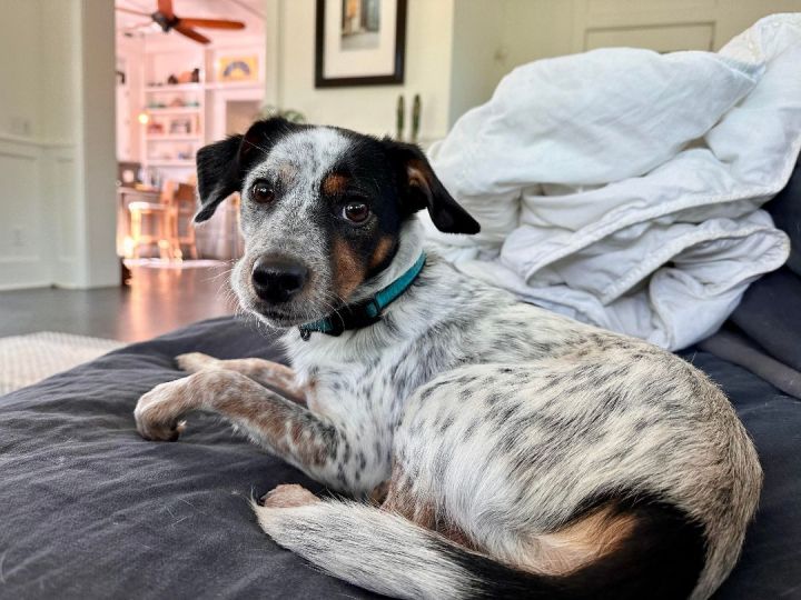 can a australian cattle dog and a rat terrier be friends