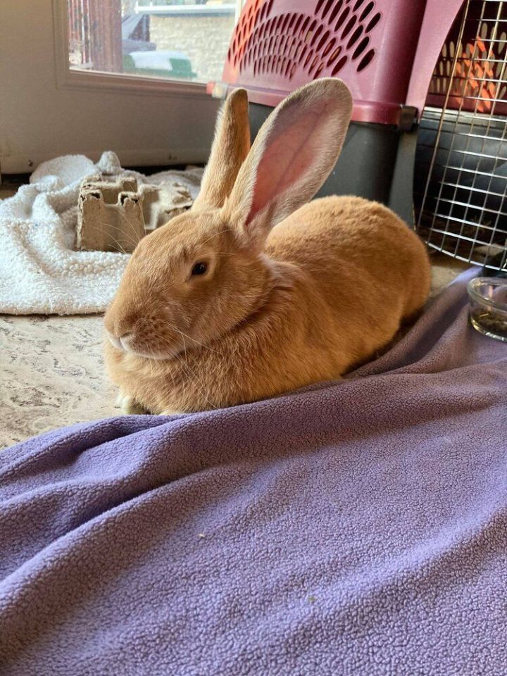 Litter box clearance for flemish giant