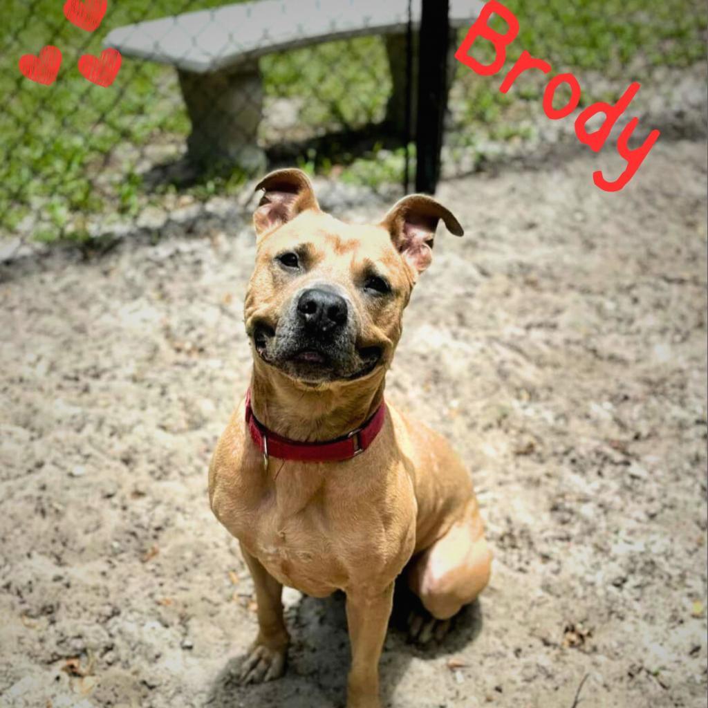 Brody, an adoptable Mixed Breed in Port Charlotte, FL, 33980 | Photo Image 1