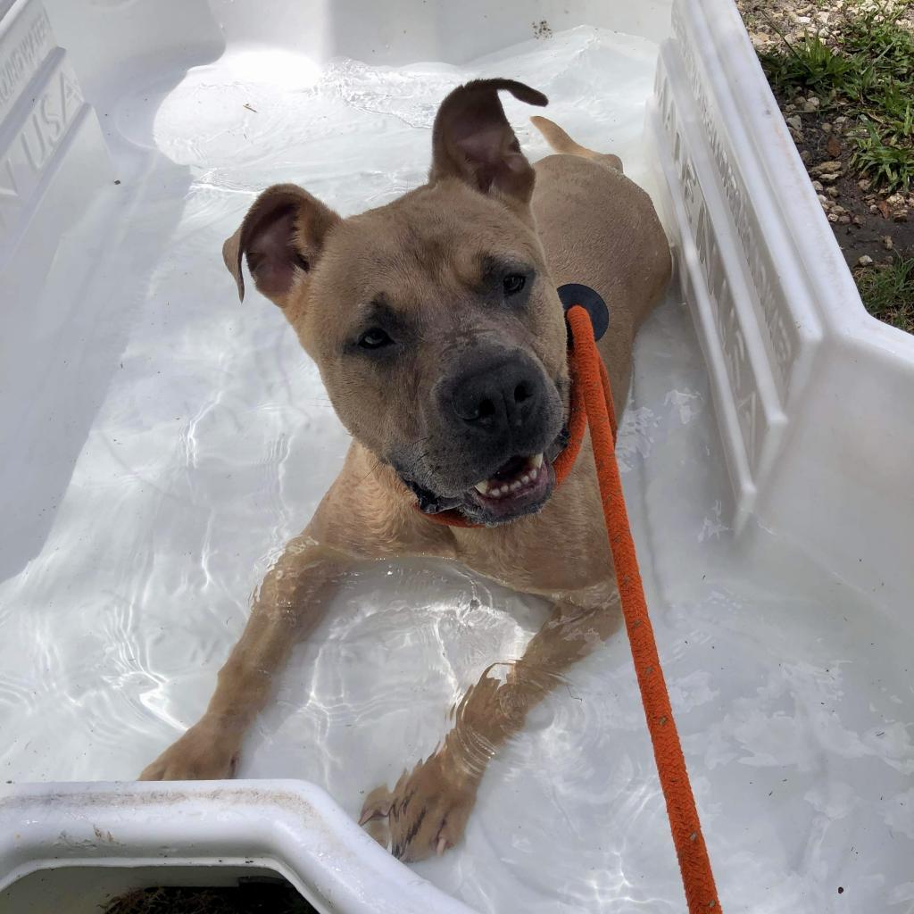 Brody, an adoptable Mixed Breed in Port Charlotte, FL, 33980 | Photo Image 2