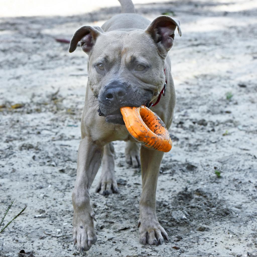 Brody, an adoptable Mixed Breed in Port Charlotte, FL, 33980 | Photo Image 3