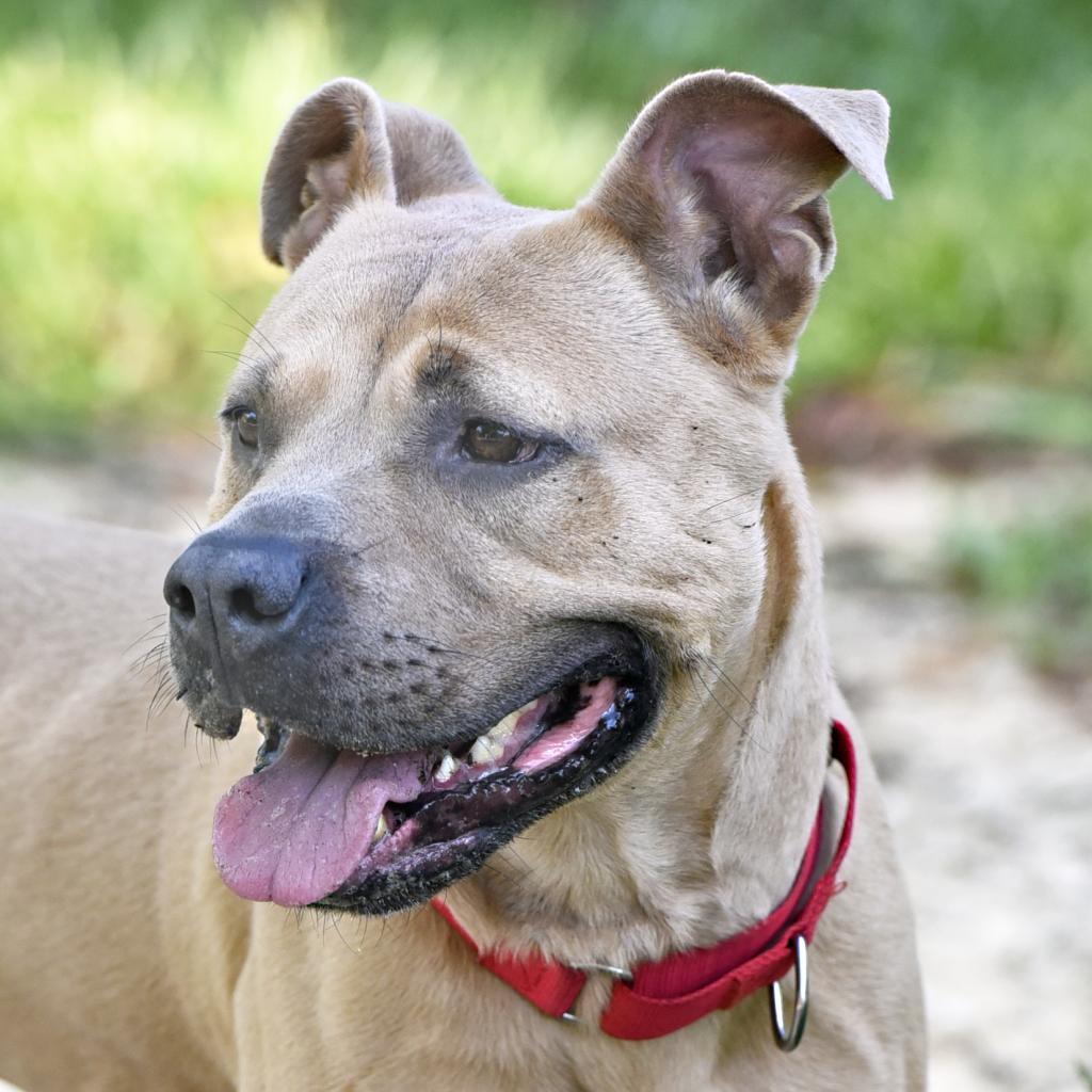 Brody, an adoptable Mixed Breed in Port Charlotte, FL, 33980 | Photo Image 4