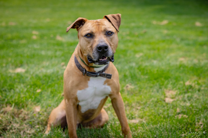 Dog for adoption - Irwin, a Black Mouth Cur Mix in Clarks Summit, PA ...