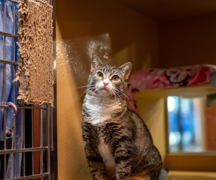 Mittens, an adoptable Domestic Short Hair in Centerville, UT_image-2