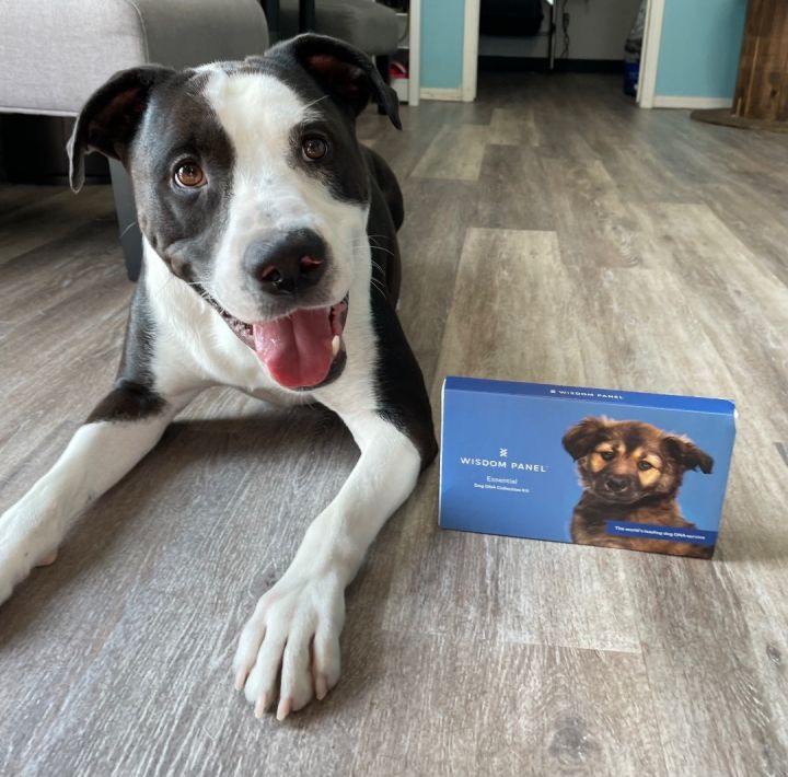 American Bull-Aussie: Uncover the Crossbreed Charm