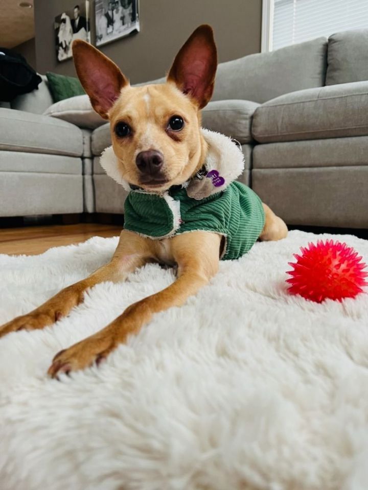 Churro, an adoptable Chihuahua Mix in Manhattan, KS_image-2