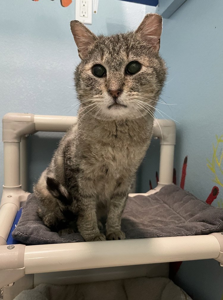 Hamlet, an adoptable Domestic Short Hair, Tabby in Colorado Springs, CO, 80908 | Photo Image 1