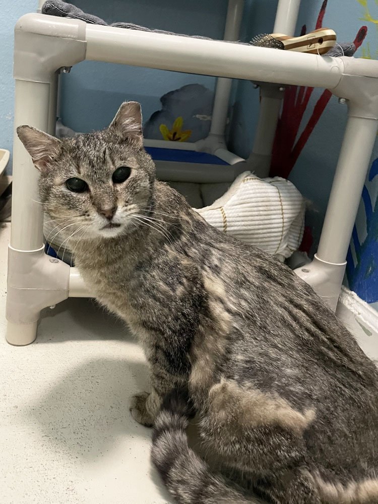 Hamlet, an adoptable Domestic Short Hair, Tabby in Colorado Springs, CO, 80908 | Photo Image 2