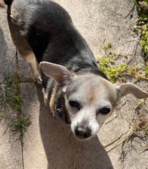 Chico is a 10 year old 12 lb chihuahua mix His owner died and he was left with nowhere to