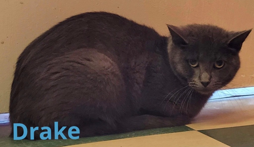 DRAKE, an adoptable Domestic Short Hair in Muskegon, MI, 49442 | Photo Image 3