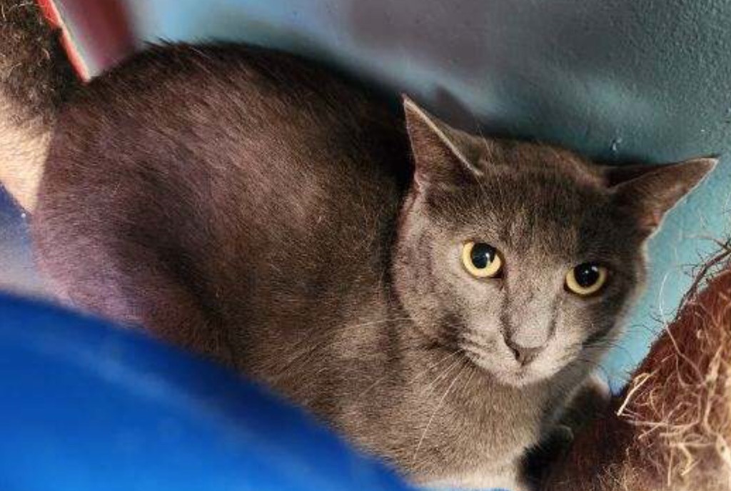 DRAKE, an adoptable Domestic Short Hair in Muskegon, MI, 49442 | Photo Image 5