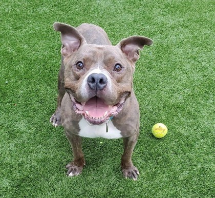 Brisket, an adoptable Terrier Mix in Wantagh, NY_image-1