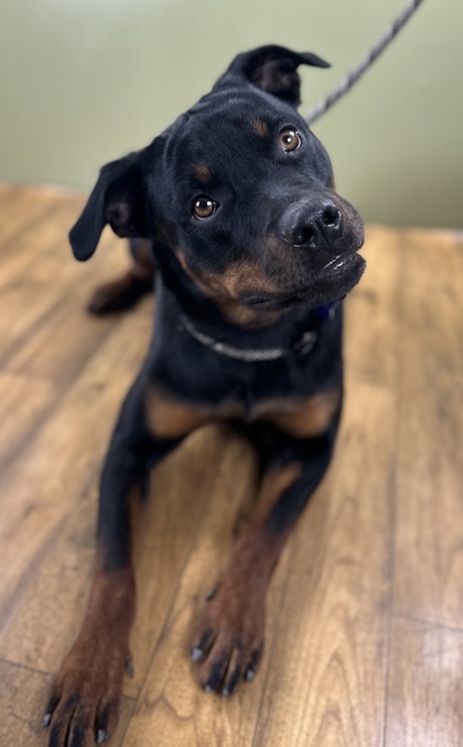 Sadie Lou Who, an adoptable Rottweiler in West Allis, WI, 53214 | Photo Image 1