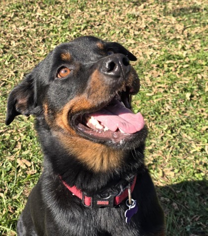 Sadie Lou Who, an adoptable Rottweiler in West Allis, WI, 53214 | Photo Image 1