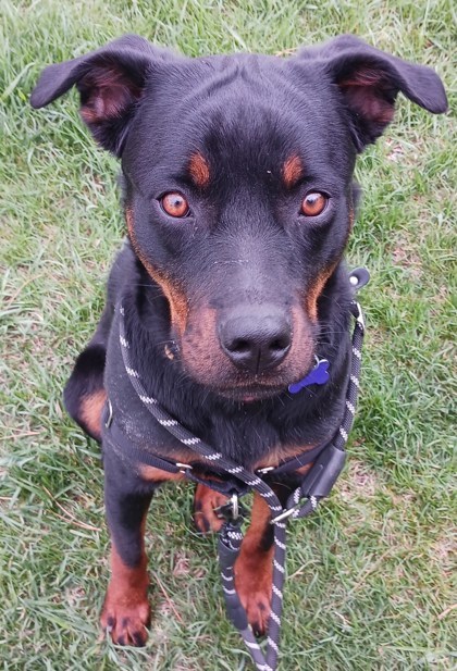 Sadie Lou Who, an adoptable Rottweiler in West Allis, WI, 53214 | Photo Image 1