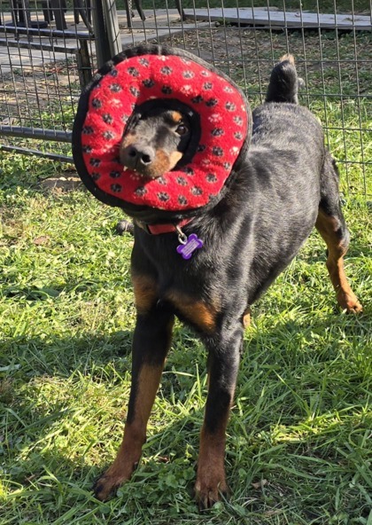 Sadie Lou Who, an adoptable Rottweiler in West Allis, WI, 53214 | Photo Image 2