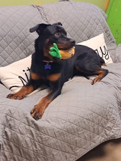 Sadie Lou Who, an adoptable Rottweiler in West Allis, WI, 53214 | Photo Image 3