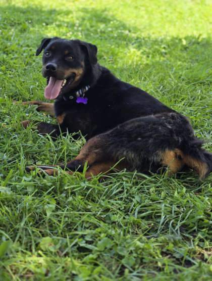 Sadie Lou Who, an adoptable Rottweiler in West Allis, WI, 53214 | Photo Image 3