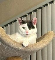 Applesauce, an adoptable Domestic Short Hair in West Allis, WI, 53214 | Photo Image 1