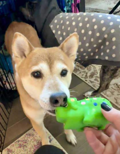 Marshmallow, an adoptable Shiba Inu, Mixed Breed in West Allis, WI, 53214 | Photo Image 2