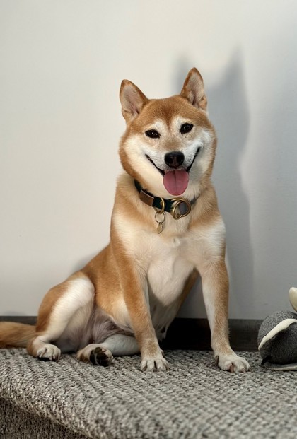 Marshmallow, an adoptable Shiba Inu, Mixed Breed in West Allis, WI, 53214 | Photo Image 3