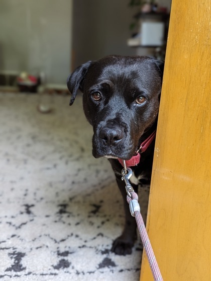 Mack, an adoptable Rottweiler, Mixed Breed in West Allis, WI, 53214 | Photo Image 2