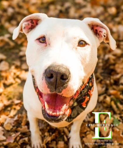 Beanie, an adoptable Pit Bull Terrier, Mixed Breed in West Allis, WI, 53214 | Photo Image 1