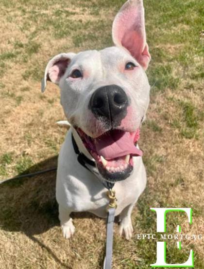 Beanie, an adoptable Pit Bull Terrier, Mixed Breed in West Allis, WI, 53214 | Photo Image 2