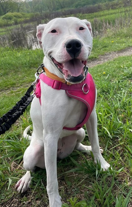 Beanie, an adoptable Pit Bull Terrier, Mixed Breed in West Allis, WI, 53214 | Photo Image 3