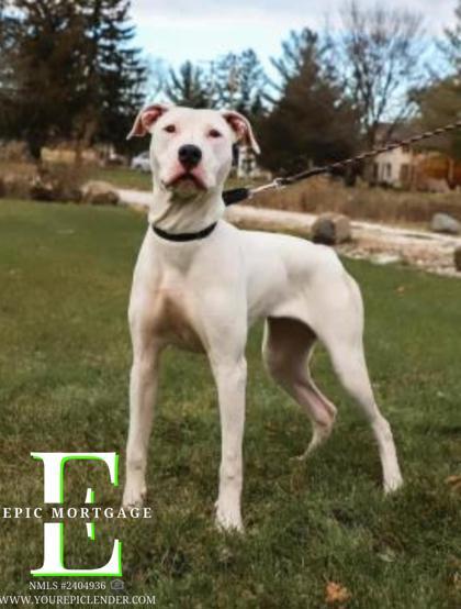 Beanie, an adoptable Pit Bull Terrier, Mixed Breed in West Allis, WI, 53214 | Photo Image 3