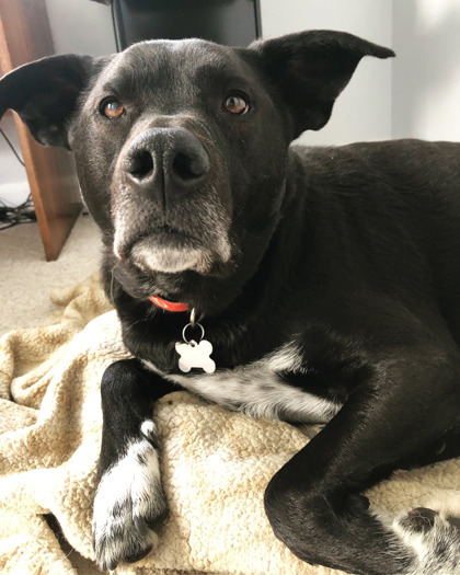 Waylon, an adoptable Retriever, Mixed Breed in West Allis, WI, 53214 | Photo Image 1