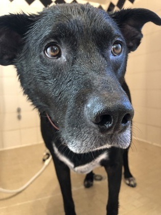 Waylon, an adoptable Retriever, Mixed Breed in West Allis, WI, 53214 | Photo Image 1