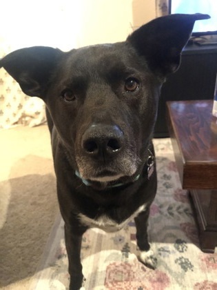 Waylon, an adoptable Retriever, Mixed Breed in West Allis, WI, 53214 | Photo Image 1