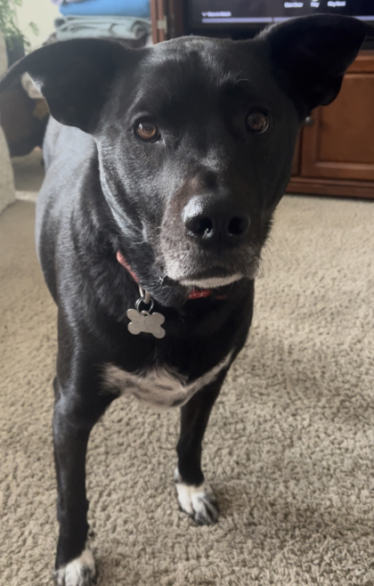 Waylon, an adoptable Retriever, Mixed Breed in West Allis, WI, 53214 | Photo Image 2