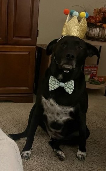 Waylon, an adoptable Retriever, Mixed Breed in West Allis, WI, 53214 | Photo Image 2
