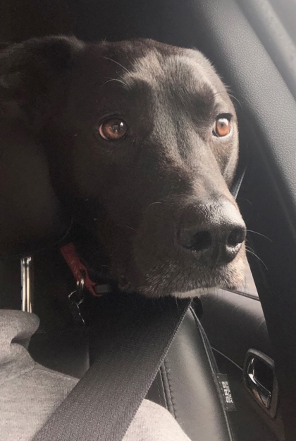 Waylon, an adoptable Retriever, Mixed Breed in West Allis, WI, 53214 | Photo Image 2