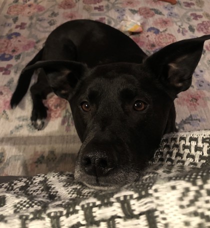 Waylon, an adoptable Retriever, Mixed Breed in West Allis, WI, 53214 | Photo Image 3