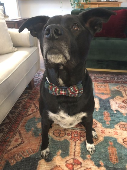 Waylon, an adoptable Retriever, Mixed Breed in West Allis, WI, 53214 | Photo Image 3