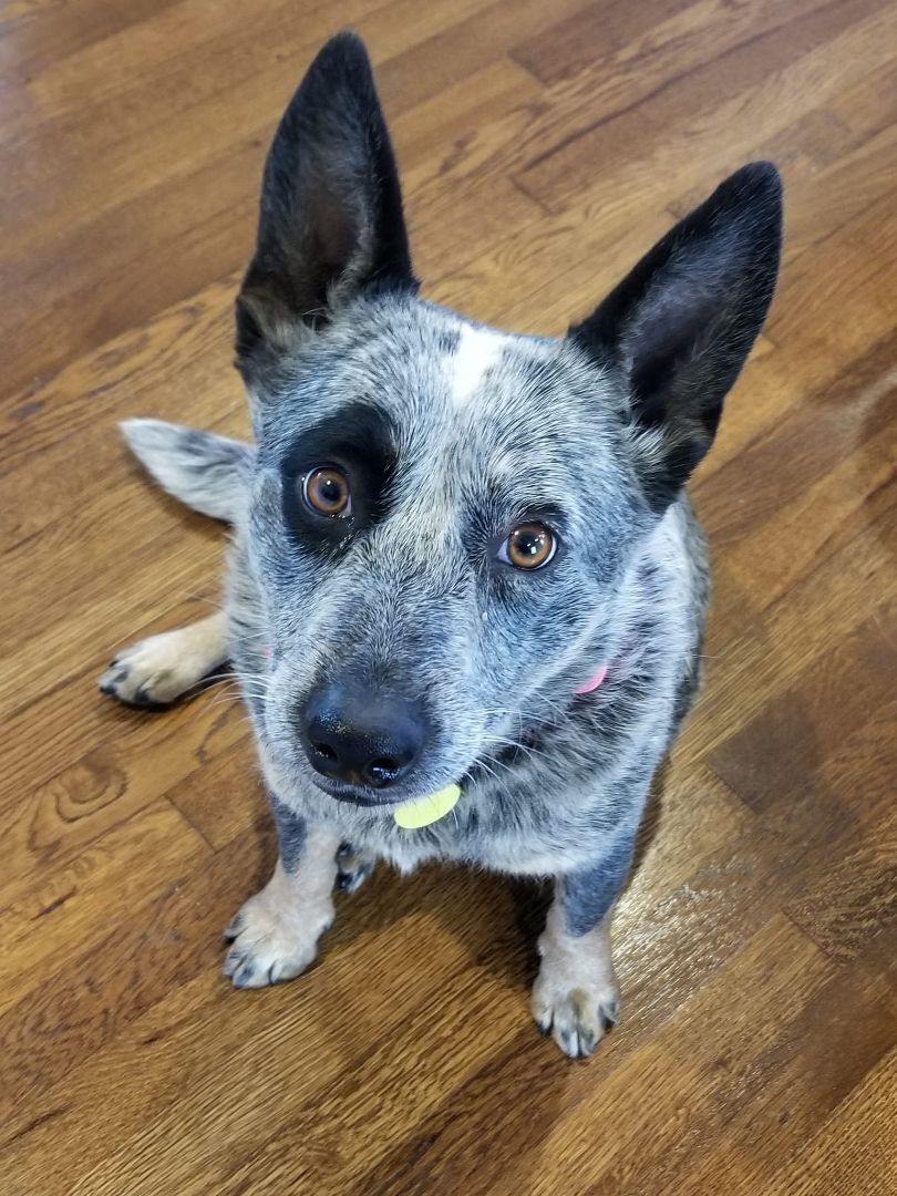 Dog for adoption - Birdie, an Australian Cattle Dog / Blue Heeler in ...