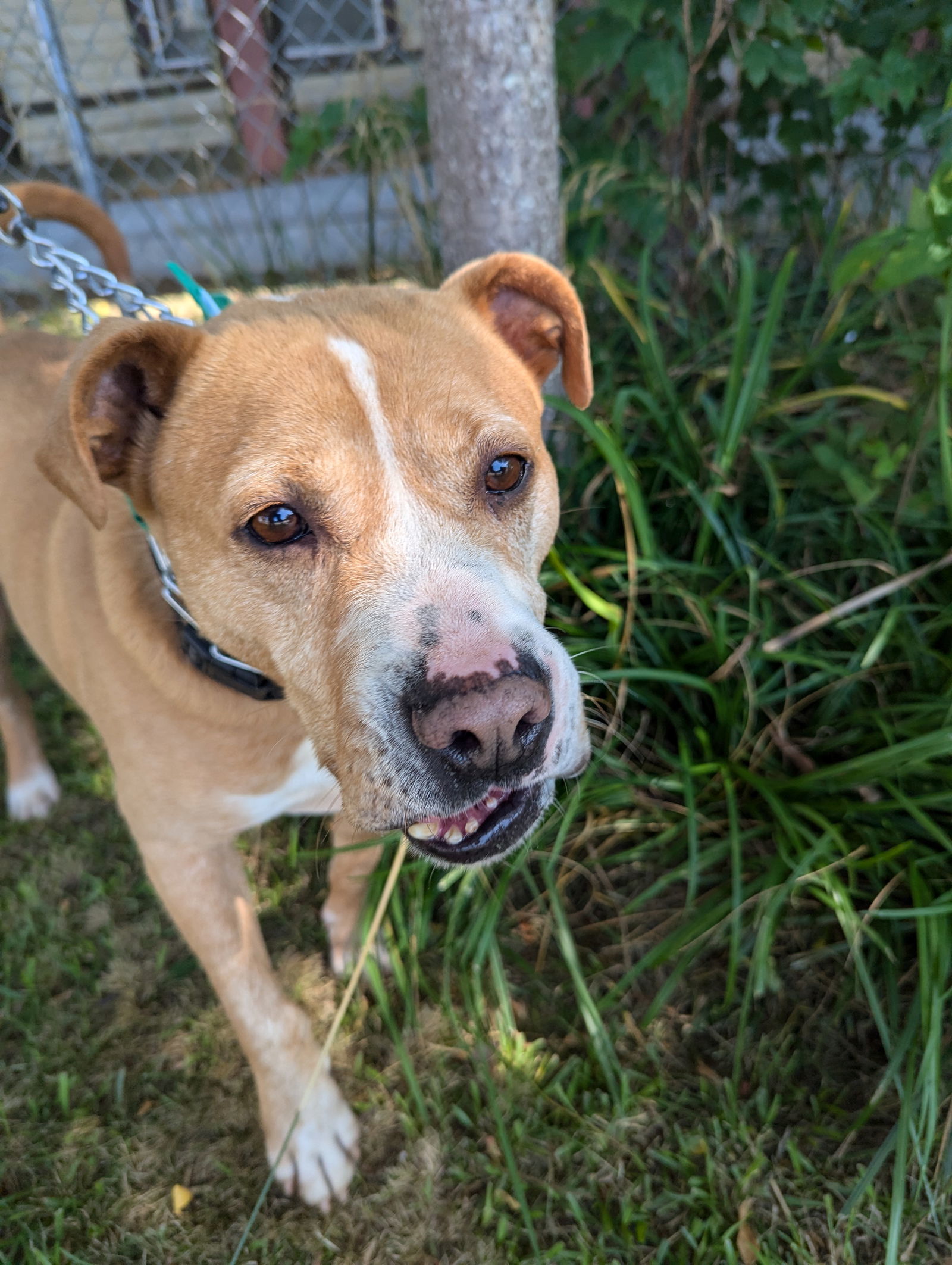 Schmo, an adoptable Pit Bull Terrier in Franklin, NC, 28734 | Photo Image 1