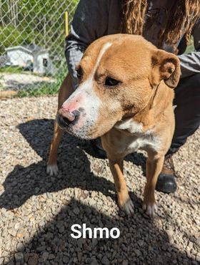 Schmo, an adoptable Pit Bull Terrier in Franklin, NC, 28734 | Photo Image 2