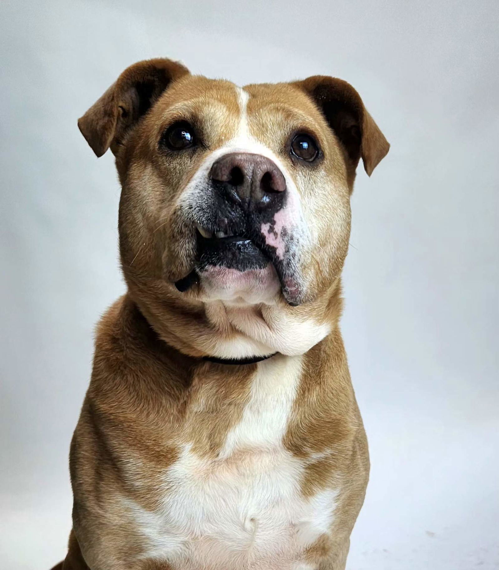 Schmo, an adoptable Pit Bull Terrier in Franklin, NC, 28734 | Photo Image 2