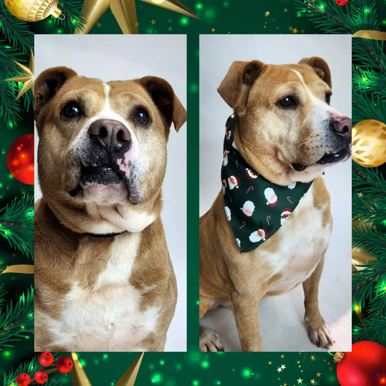 Schmo, an adoptable Pit Bull Terrier in Franklin, NC, 28734 | Photo Image 2