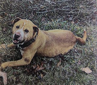 Schmo, an adoptable Pit Bull Terrier in Franklin, NC, 28734 | Photo Image 3