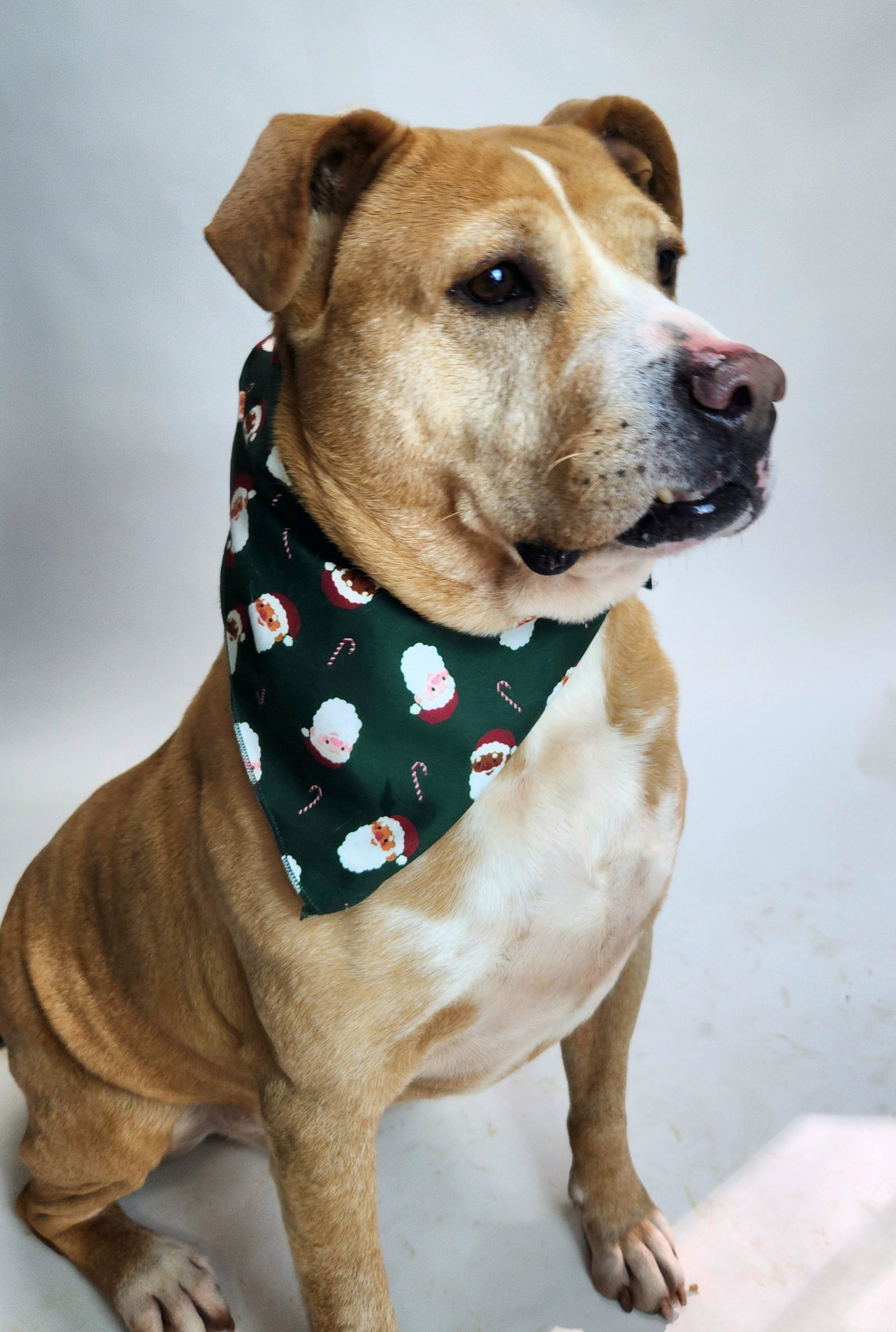 Schmo, an adoptable Pit Bull Terrier in Franklin, NC, 28734 | Photo Image 3